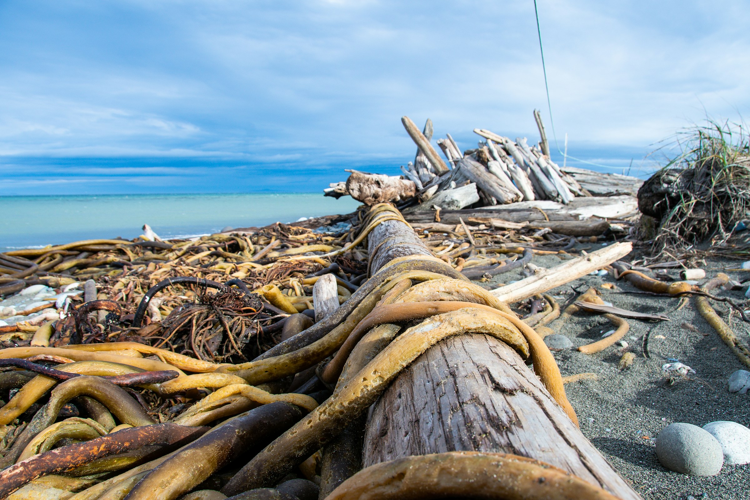 Lake Erie driftwood on the Ohio shoreline